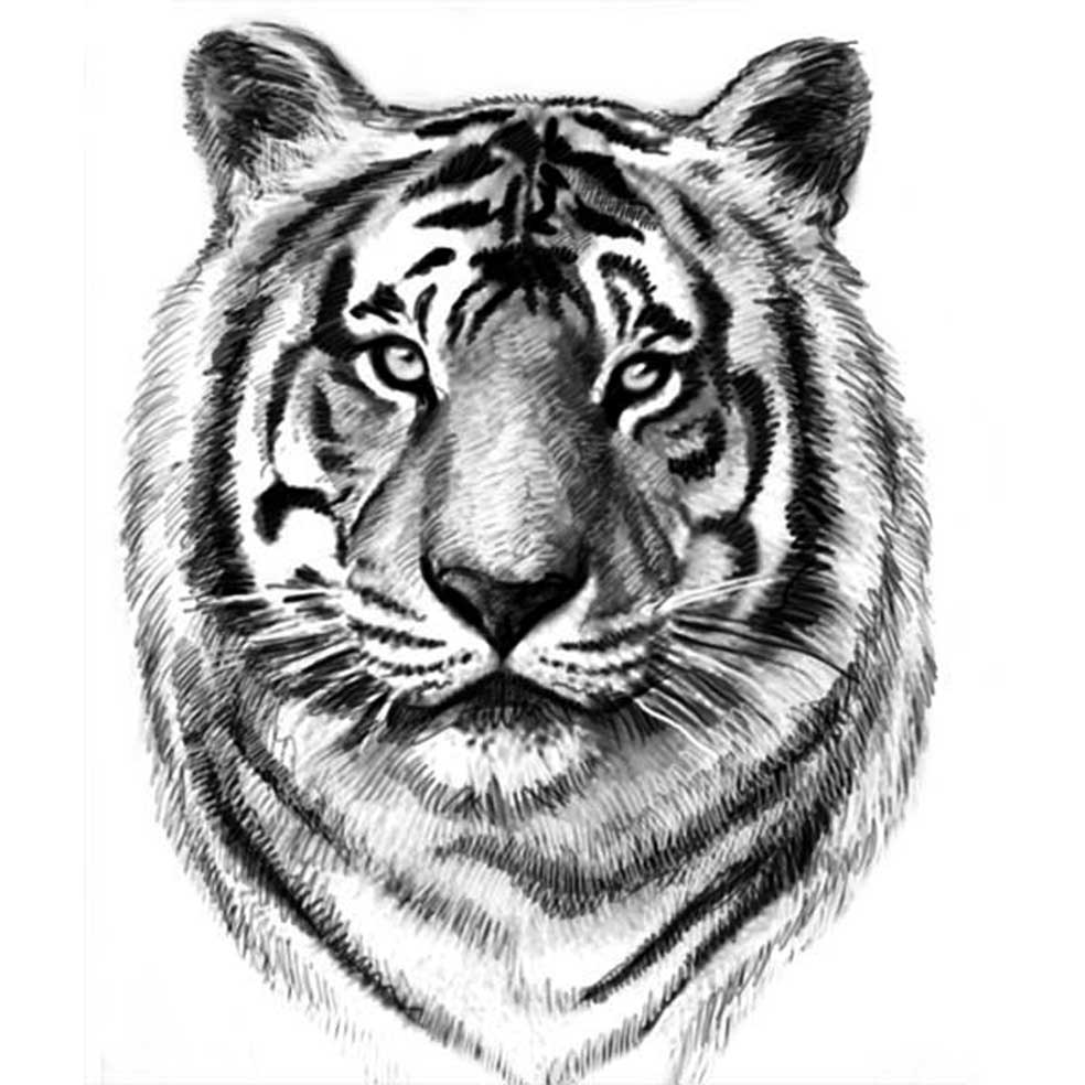 Тигр Tiger